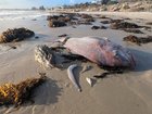 Impacted marine life killed by algae related to the algal bloom in Adelaide, South Australia. 