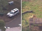 The woman attacked by a lion at Darling Downs Zoo in Queensland lost her arm in the incident.