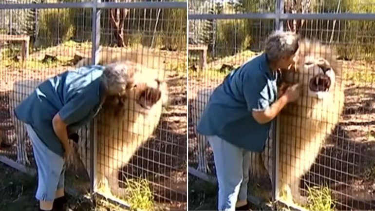 Images from Darling Downs Zoo show a woman touching a lion through an enclosure fence two years prior to an attack at the tourist attraction.