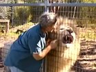 Images from Darling Downs Zoo show a woman touching a lion through an enclosure fence two years prior to an attack at the tourist attraction.