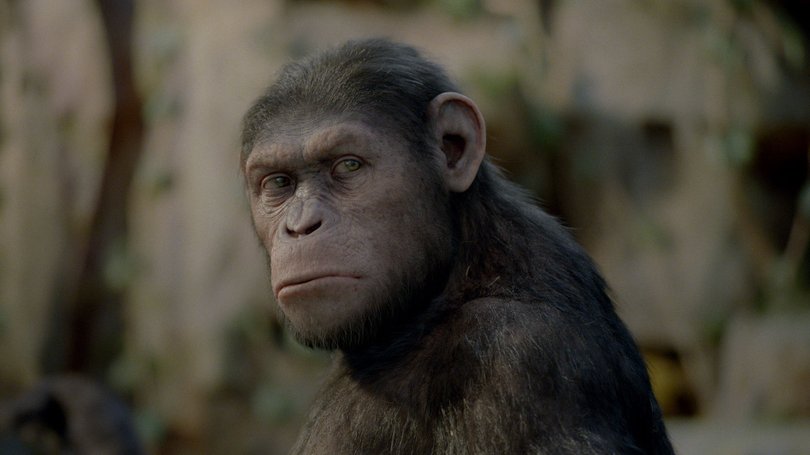Andy Serkis gives the mocap performance for Caesar in The Rise of the Planet of the Apes.