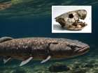 A remarkable finding from the study was that the thinner-jawed fossils were actually stronger than the more sturdy-looking ones. 