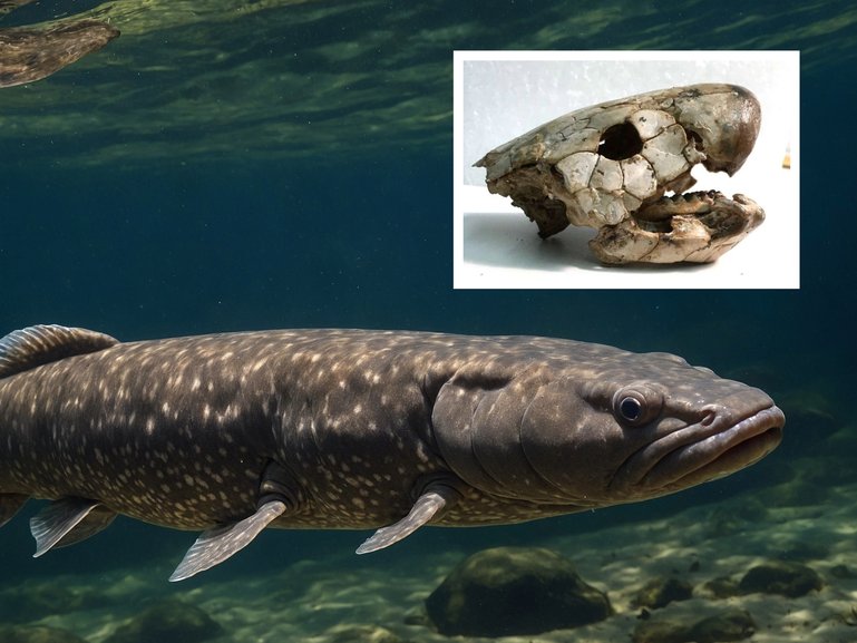 A remarkable finding from the study was that the thinner-jawed fossils were actually stronger than the more sturdy-looking ones. 