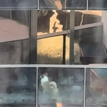 A concerned neigbour filmed the dog trapped on the balcony for three months.