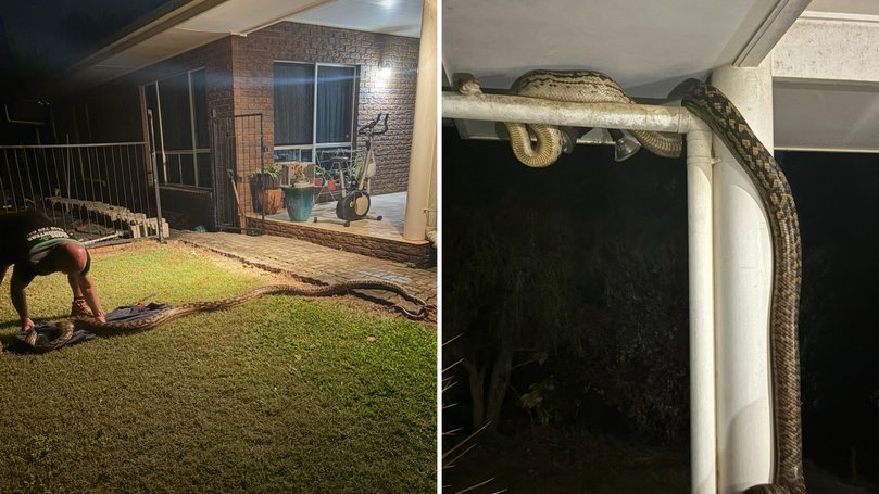 A Mareeba homeowner has had a close encounter with an unwelcome guest.