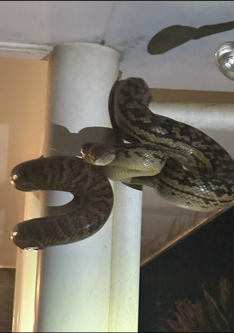 The amethystine python, also known as a scrub python, was trying to make its way into the roof of the home.