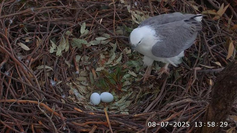 A live stream of a sea-eagle nest at Sydney Olympic Park captured the first eggs of the season.
