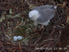 A live stream of a sea-eagle nest at Sydney Olympic Park captured the first eggs of the season.