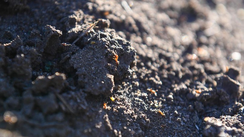 Fire ants have been detected at mining giant BHP's.