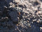 Fire ants have been detected at mining giant BHP's.