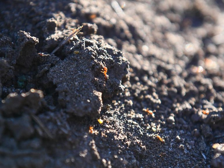 Fire ants have been detected at mining giant BHP's.