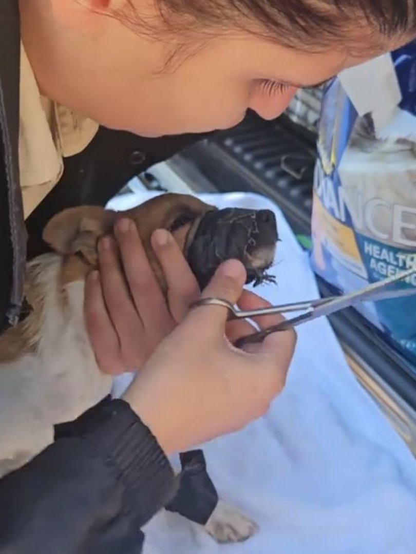 The RSPCA rescuer worked to remove the duct tape from the dogs’ snouts. Picture: RSPCA