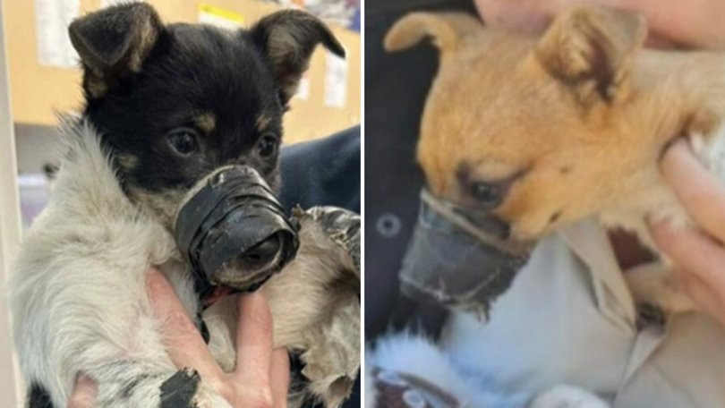 A manhunt is underway after two puppies were found with tape over their mouths in regional bushland in Queensland.