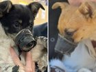 A manhunt is underway after two puppies were found with tape over their mouths in regional bushland in Queensland.