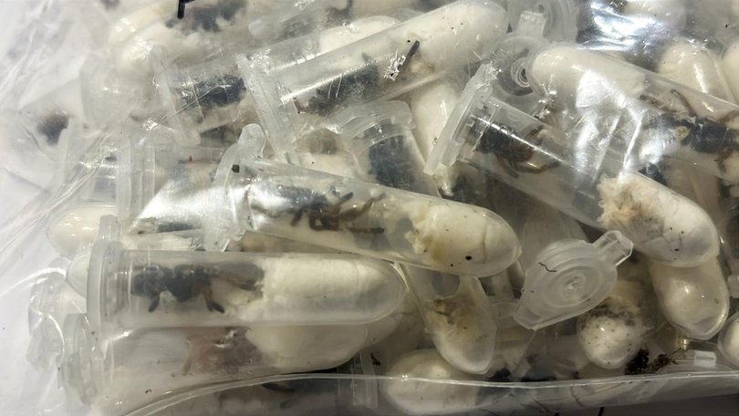 The plastic containers holding tarantulas that had been hidden in sponge cake boxes.