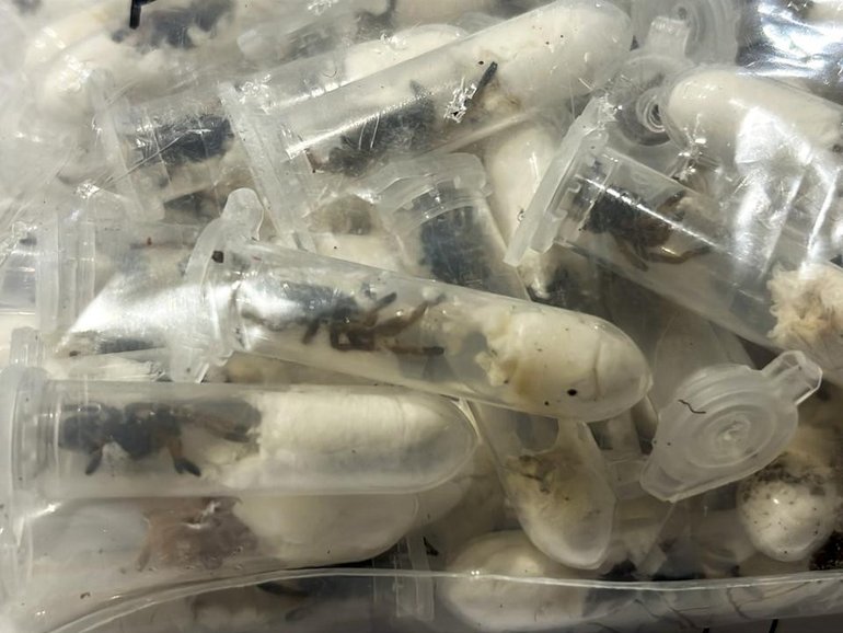 The plastic containers holding tarantulas that had been hidden in sponge cake boxes.