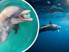 A woman has captured footage of a dolphin retrieving a plastic cup from the ocean. 