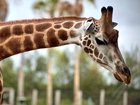 A female giraffe and her unborn calf have died during a traumatic labour.