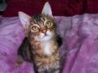 A woman suspects foul play after finding a mutilated cat in her front garden.