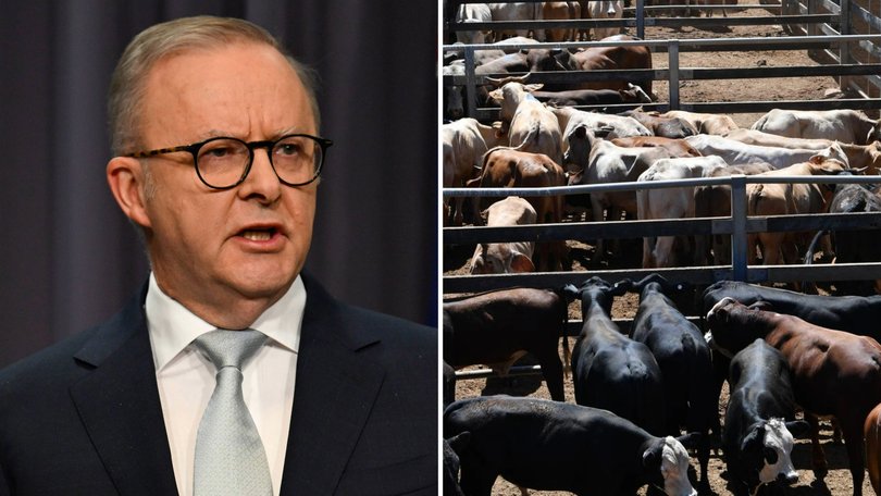 Australia has fully lifted a ban on US beef imports as it tries to soften the blow of US tariffs without putting the nation’s biosecurity at risk.