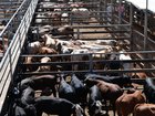 Australia has opened the door to more US beef imports by lifting biosecurity restrictions. 