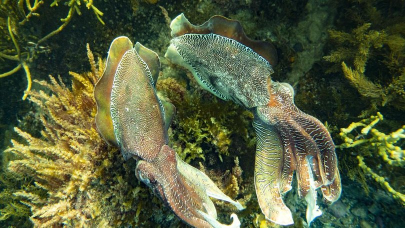 A devastating algal bloom is threatening a population of cuttlefish in South Australia. 