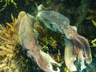 A devastating algal bloom is threatening a population of cuttlefish in South Australia. 