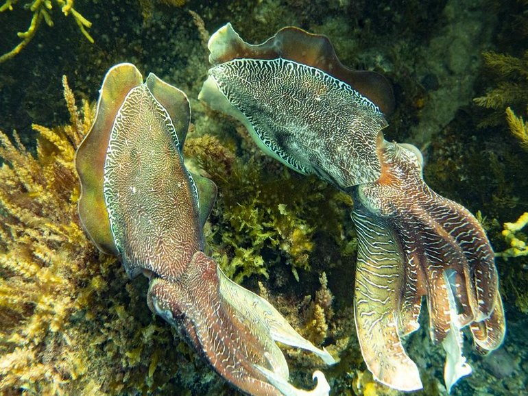 A devastating algal bloom is threatening a population of cuttlefish in South Australia. 