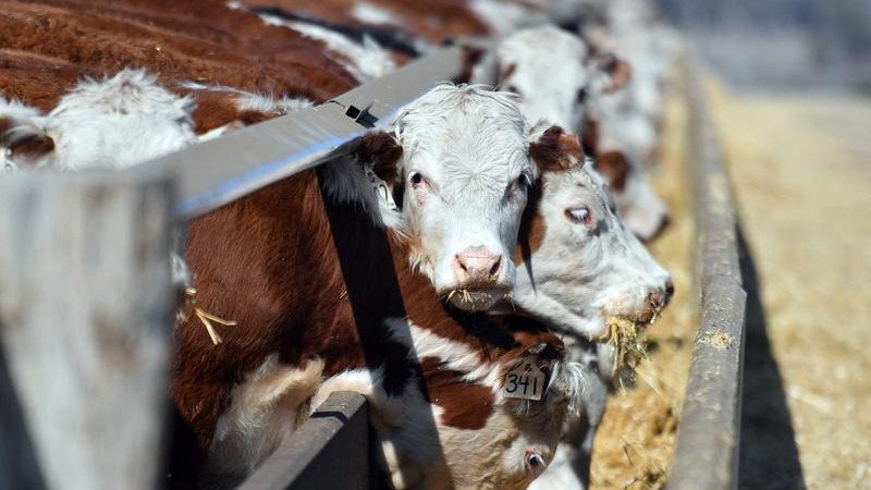 When it comes to beef, the Albanese Government wants to play both sides of the fence.