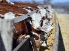 When it comes to beef, the Albanese Government wants to play both sides of the fence.