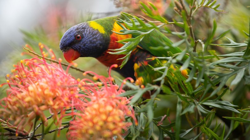 When extinction is a possibility for both parrot and parasite, that relationship warrants further investigation.