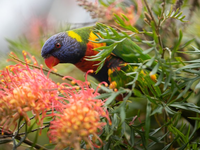 When extinction is a possibility for both parrot and parasite, that relationship warrants further investigation.