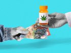Cannabis use is effectively being legalised by the growth of professional suppliers in Australia.