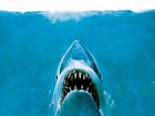 The lack of research on and public understanding about sharks in the 1970s allowed them to become whatever Hollywood imagined. 