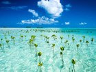 The Pacific nation of Tuvalu, which scientist say is particularly exposed to climate change.