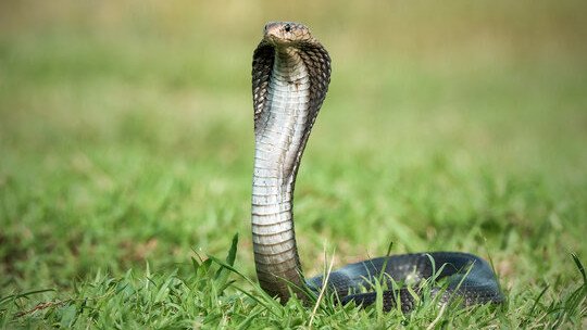 Govinda Kumar: Toddler bites cobra until it dies