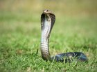 Govinda Kumar: Toddler bites cobra until it dies