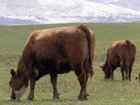 Canadian beef is back on the menu after Australia lifted a 22-year-old ban. (AP PHOTO)