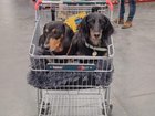 A debate about dogs being allowed in Bunnings has re-sparked on Reddit. 