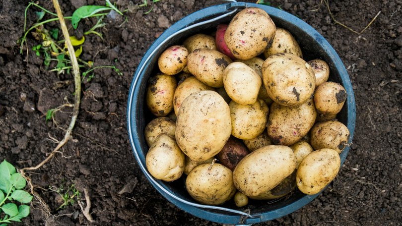 THE NEW YORK TIMES: Everybody eats potatoes, it seems, but nobody can say where they came from.