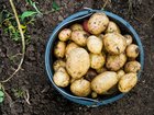 THE NEW YORK TIMES: Everybody eats potatoes, it seems, but nobody can say where they came from.