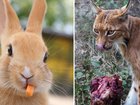 The zoo wants to ‘imitate the natural food chain of its carnivores’ and promises ‘nothing will go to waste’.