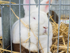 Guinea pigs, rabbits, chickens even horses; one Denmark zoo will take them all, as food.