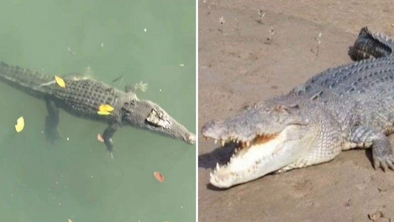 A five-metre saltwater crocodile in a remote Far North Queensland community, has died in horrific circumstances.