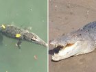 A five-metre saltwater crocodile in a remote Far North Queensland community, has died in horrific circumstances.