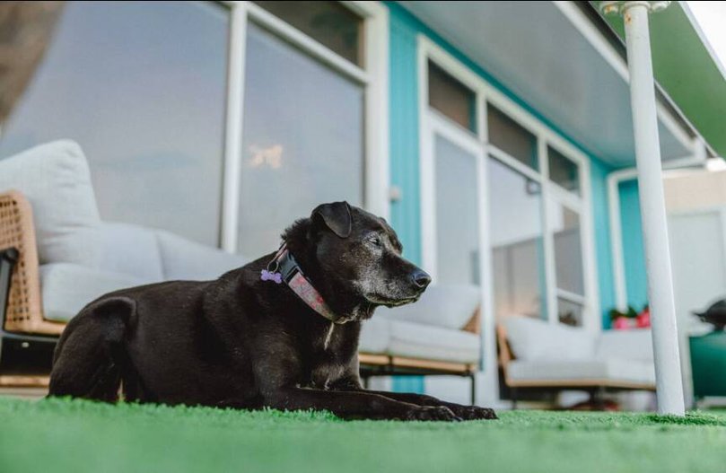 Johns' dog Gia soaks up the view from the balcony. Picture Wanagi Zable-Andrews