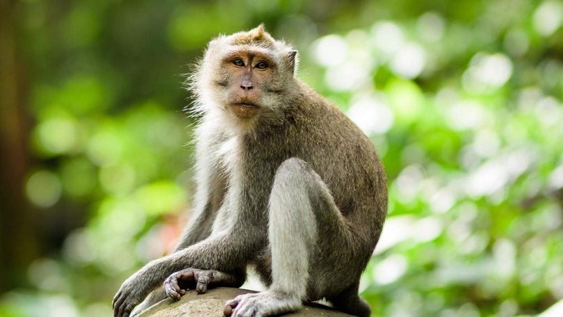 Rabies infection rates have spiked in Bali with red zones declared in popular tourist spots. Istock