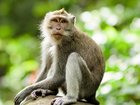 Rabies infection rates have spiked in Bali with red zones declared in popular tourist spots. Istock