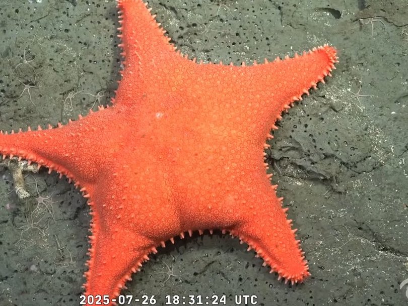 Scientists controlling the ROV even zoomed in on the animal’s bottom, providing viewers with a close-up. 