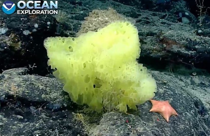 The real-life sea spnge and starfish were spotted on the side of an underwater mountain called Retriever seamount.